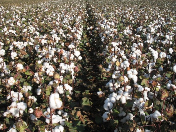 新疆棉花追溯要求更加严格 纺织服装企业遭遇考验