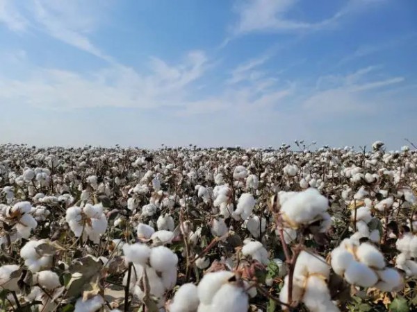 新疆棉禁令如何影响亚洲纺织？